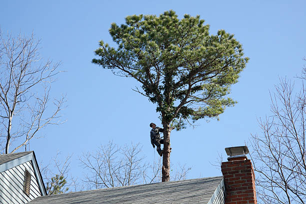 Best Tree Removal  in Monaca, PA